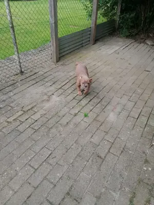 old englisch Bulldog- Welpen( Rüden)