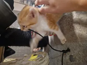 2 baby Kater zu verkaufen