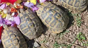 Griechische Landschildkröten Thb Weibchen 