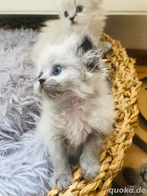 Perser Kitten  mit Nase HCM negativ