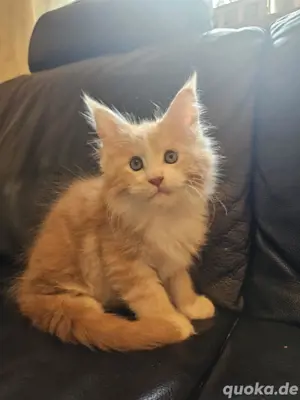 Maine Coon Kitten männlich
