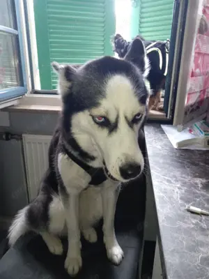 Hunde siberian Husky und black tan 