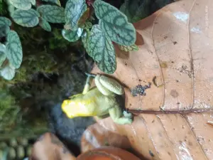 Suche Tausche Phyllobates Terribilis Mint 1.0 gegen 0.1 