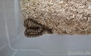 0.1Heterodon nasicus  anaconda ph lavender 