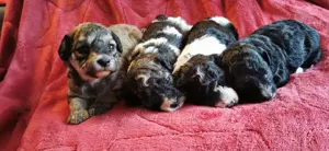 4 Bollipoo- Schätzchen