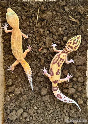 Leopardgeckos weiblich