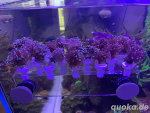 Euphyllia paraancora - Gold Nugget - Champagne Tips - Mmerwasser Aquarium Koralle