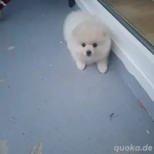 Pomeran zu verkaufen 3 Monate alt 