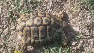 Drei Thb Weibchen + 1 Männchen 