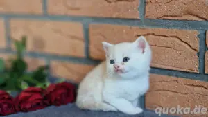 BKH Kater creme white bicolour reinrassig