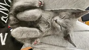 Ich suche katzensitter 