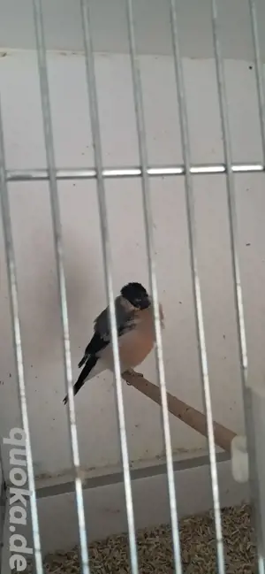 Dompfaffe Nordisch Pärchen 