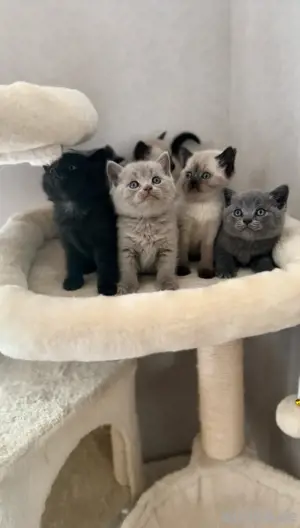 Reinrassige BKH Katzenbabys Kitten suchen ein liebevolles Zuhause