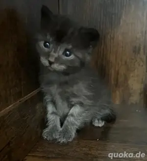 Kitten suchen ein Zuhause