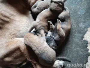 Malinois Welpen 