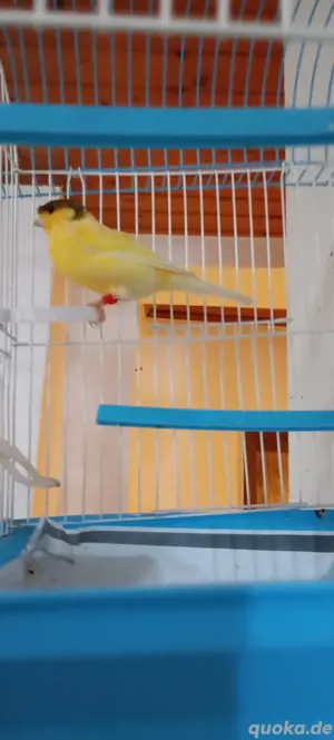 Männlicher Kanarienvogel