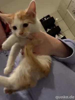 Babykatzen 1 weibchen 1 männchen