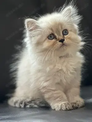 Zuckerweise Kitten suchen ein Zuhause