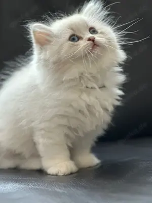 Wunderschöne Katzenbabys 