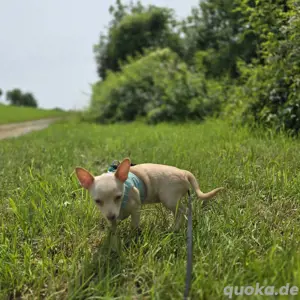 Chihuahua Welpe 14 Wochen kurzhaar Weibchen 