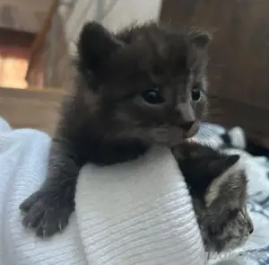 babykitten