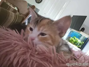 kitten anzugeben 