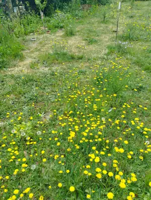 Suche ab August 2 Kaninchen (m+w)