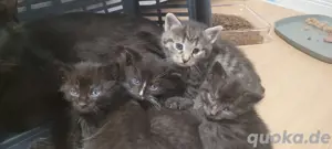 babykitten