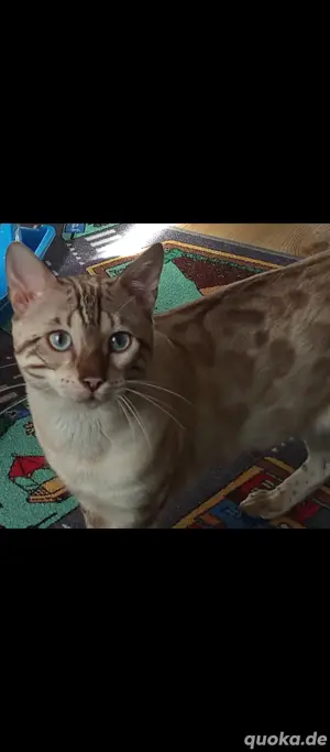 Snow lynx Bengal kater