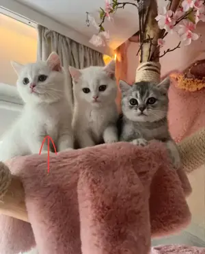 BKH Kitten Britisch Kurz Haar Katze