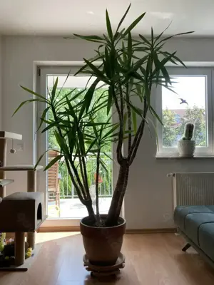 Yucca-Palme  Bertram  sucht ein neues, liebevolles Zuhause   