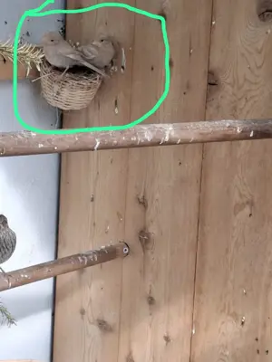 Verkaufe Amerikanische Hausgimpel Fehlfarben  in beige,Jungtiere