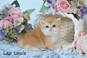 BKH Britisch Kurzhaar Golden Shell Kitten, Junge LEO LOUIE Zucht