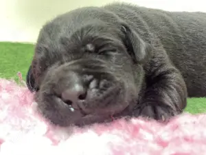 Labrador Welpen mit Stammbaum 