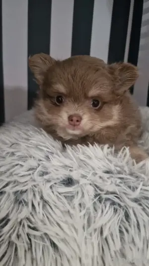Chihuahua Pomeranian Zwergspitz Pomchi Mischling Welpen 