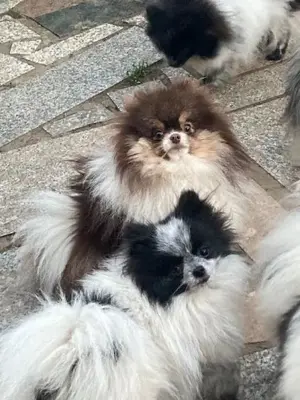 Zauberhafte echte Mini Pomeranian Bärchen in seltenen Farben mit Ahnentafel