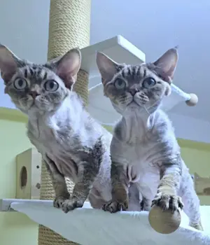 Zwei Devon-Rex-Kater suchen ein gemeinsames Zuhause!