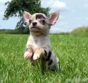 Süsse typvolle Mini XXS Chihuahua Welpen Rüde in Sonderfarben LH Merle-Schoko