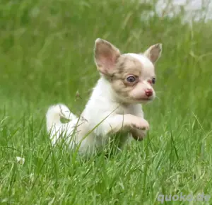 Süsse typvolle Mini XXS Chihuahua Welpen Rüde in Sonderfarben LH Merle-Schoko