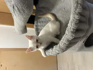 Ragdoll Siam mix Kitten 