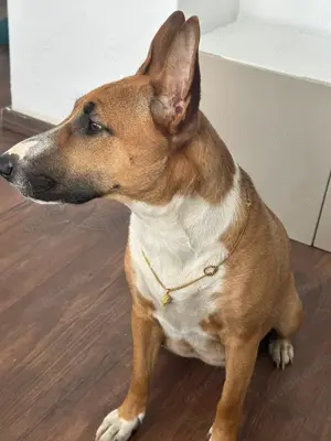 Miniaturbullterrier  Französsiche Bulldogge Welpen