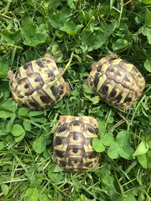 Biete Griechische Landschilkröten