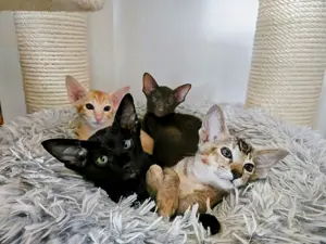 Orientalische Kurzhaar Kitten mit Stammbäume 