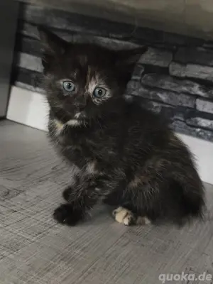 Bengal Mix Kitten Glückskatze zu vergeben 