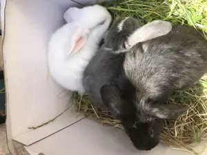 Junge zwergkaninchen Zwergwidder 