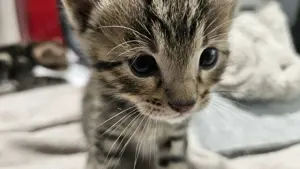 Bengal MainCoon Kitten