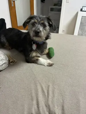 Michling stubenrein lieb