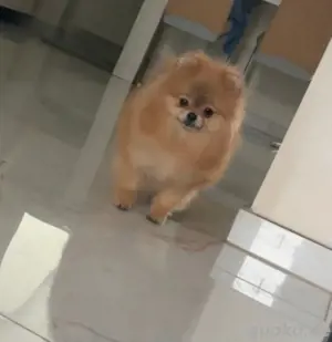 Pomeranian Boo