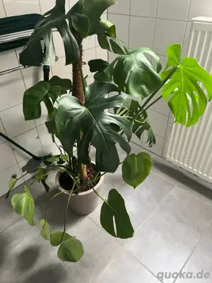 Monstera deliciosa