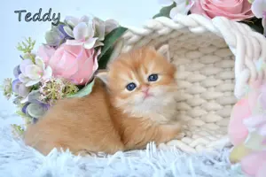 BKH   BLH Britisch Langhaar Golden Shaded Kitten, Junge TEDDY Zucht
